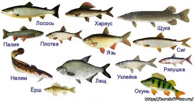 Разновидность Сегозерской рыбы